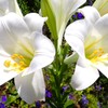 Lilly