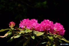 高嶺の花