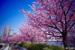 フル・ブルーム〜大寒桜②(^_−)−☆