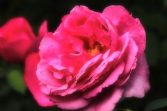 Autumn rose⑦