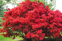 杜鵑花