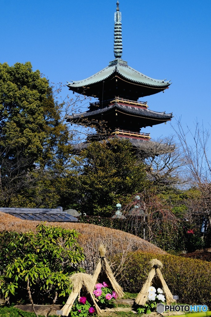 寒牡丹と五重塔