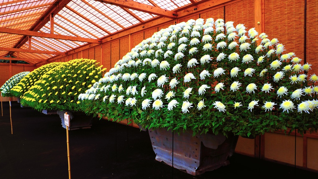 菊花壇展①