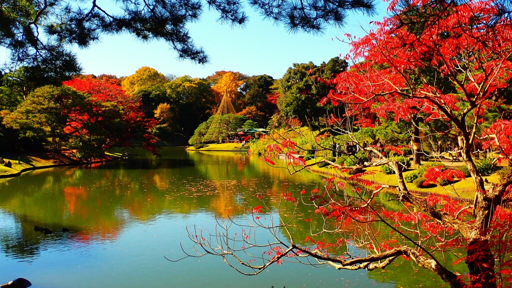 晩秋の庭紅葉②