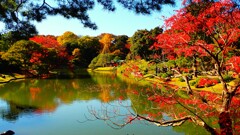 晩秋の庭紅葉②
