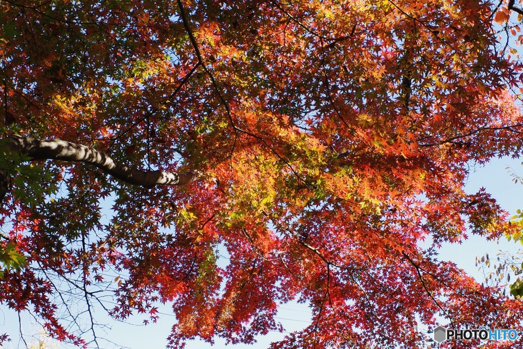 見上げる秋の粧い④