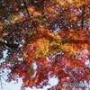 見上げる秋の粧い④