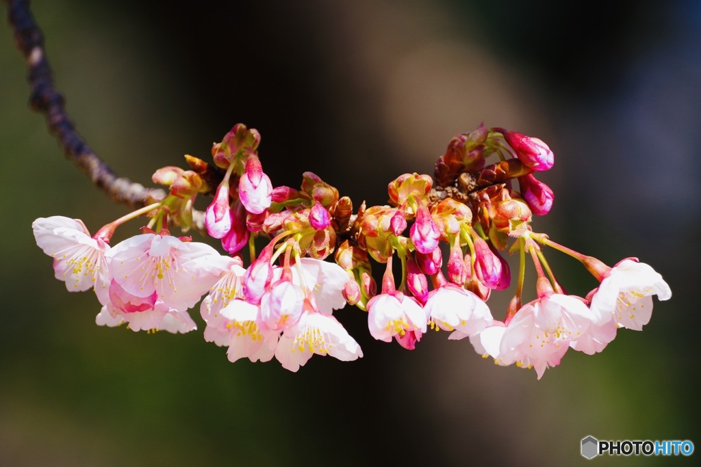 「貴方に微笑む」寒桜