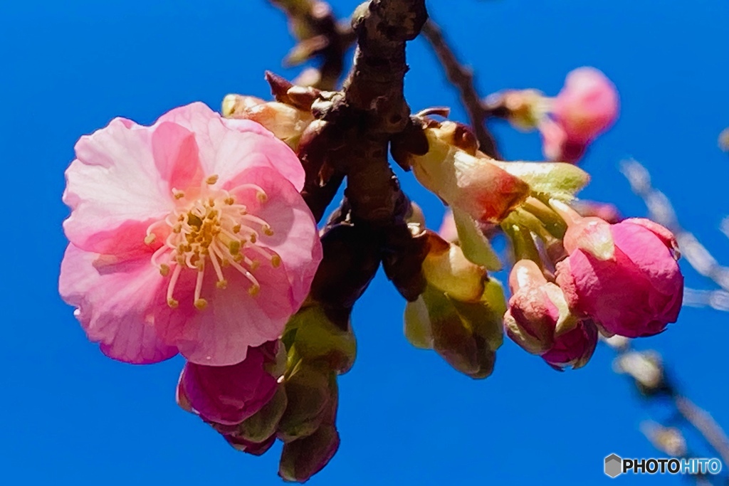 河津桜が開花(^_−)−☆