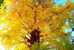 谷中の大銀杏②