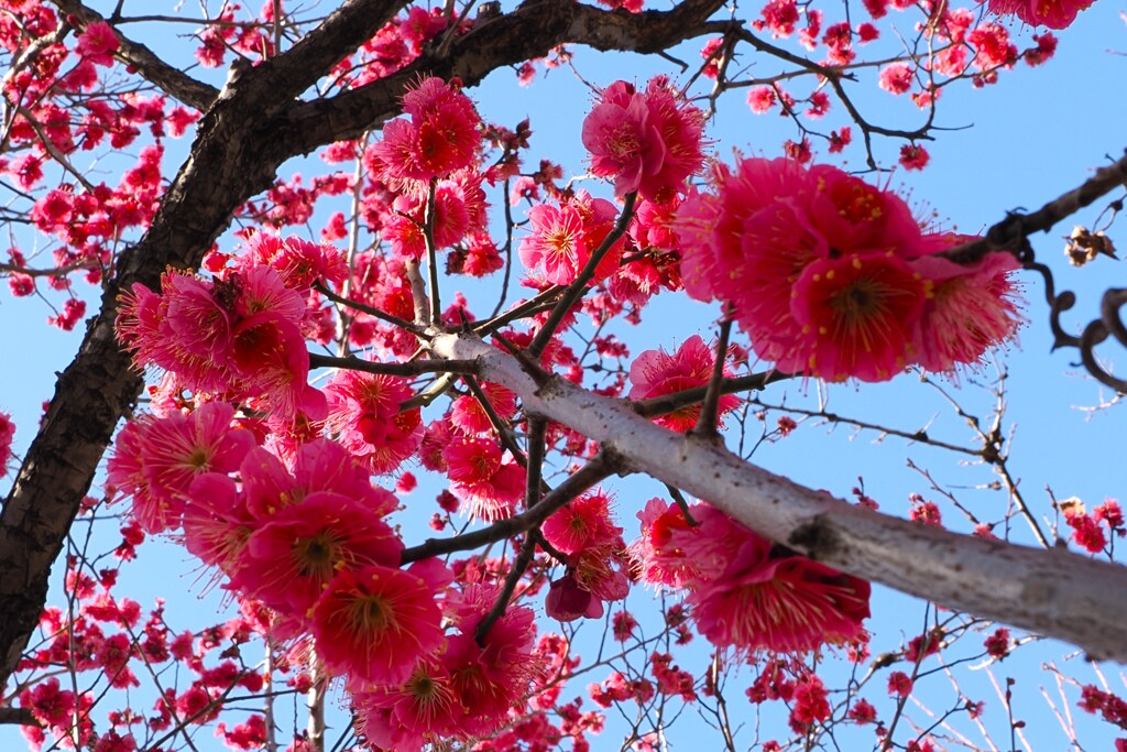 Full bloom