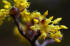 春を彩る黄色い花達①