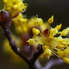 春を彩る黄色い花達①