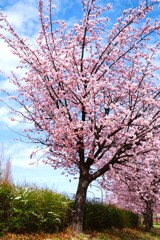 桜並木”一木”