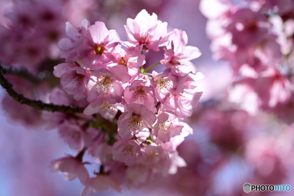 光輝く陽光桜