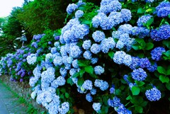 飛鳥の小径(紫陽花ロード)①