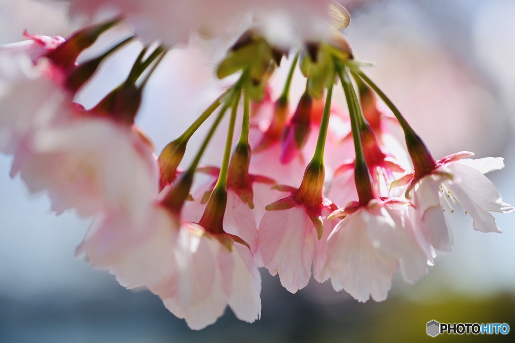 Cherry blossoms⑤