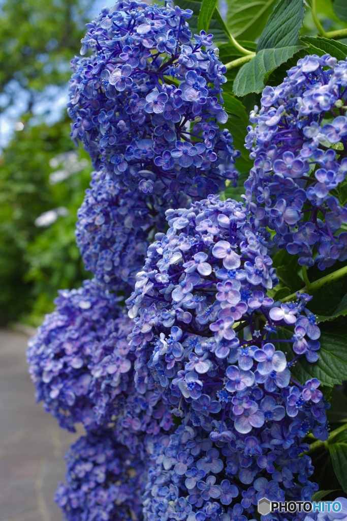 紫陽花の小道