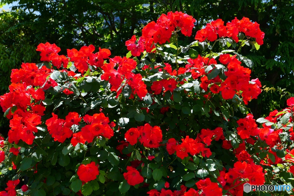 春薔薇②