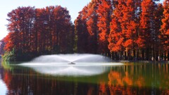 映りこむ逆さ紅葉③