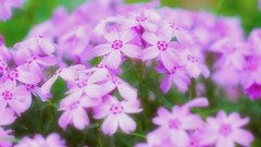 小っちゃな桜色*