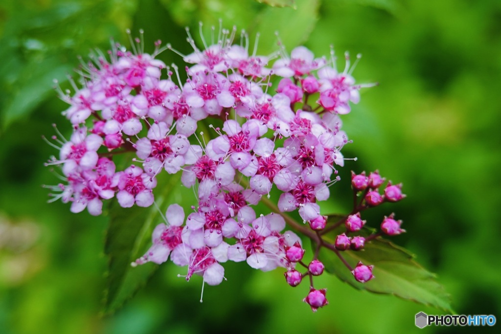 これも紫陽花