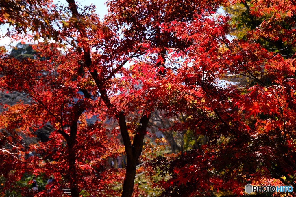 深紅