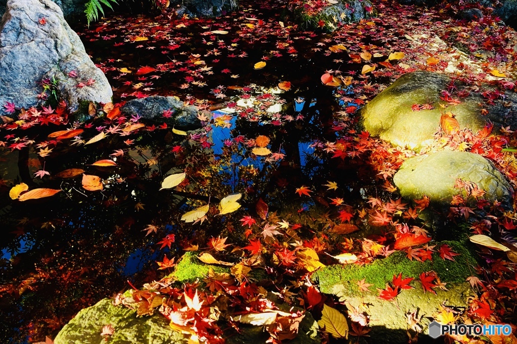 Fall in leaves②