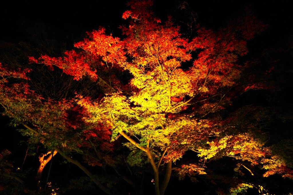 秋の紅葉 ライトアップひごあかり③