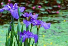 花菖蒲(和田津海)
