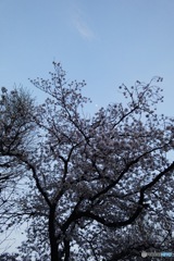 月に桜
