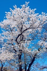 桜週間⑥–1 「心の美しさ」〜オオシマザクラ