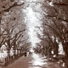 film・Deepening Autumn