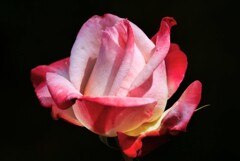 春薔薇(丹頂)