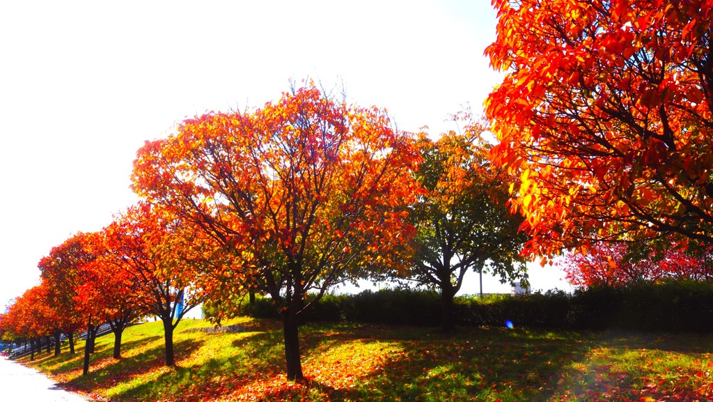 桜並木紅葉