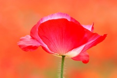 初夏の彩り