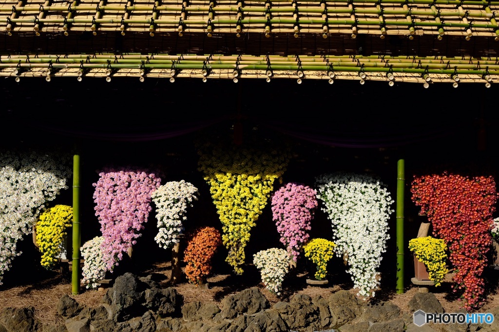菊花展