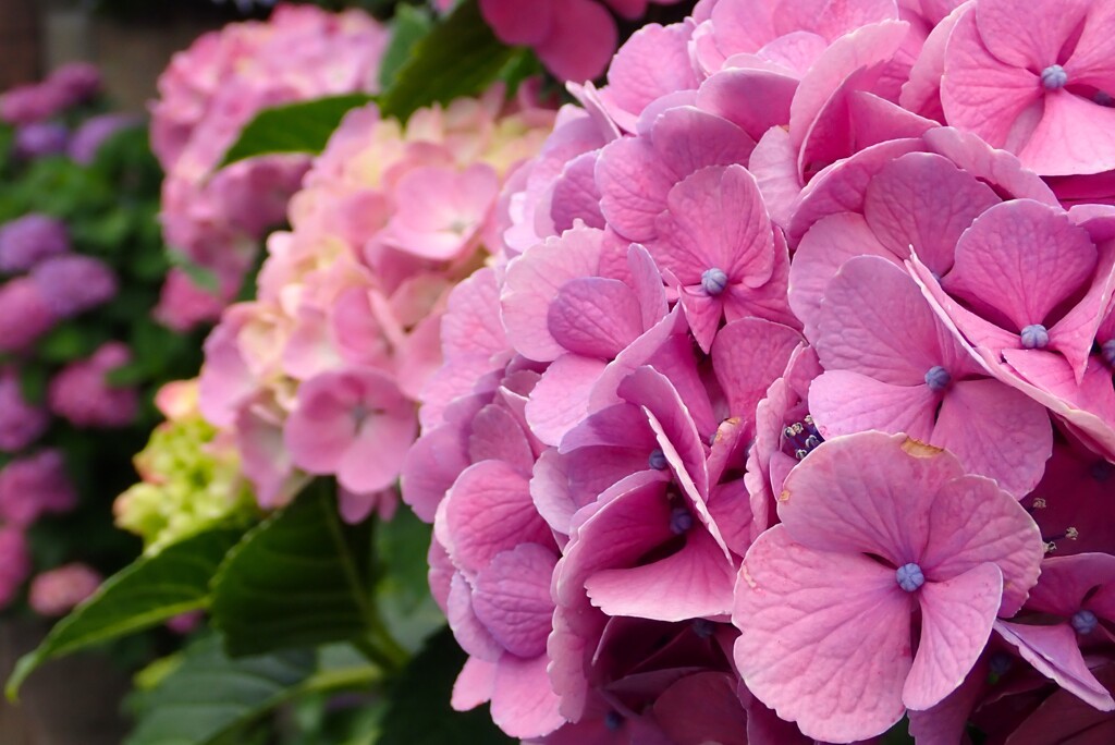 初夏の彩り「移り気」