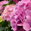 初夏の彩り「移り気」