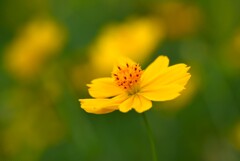 晩夏に咲く