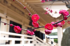 古刹の紅梅