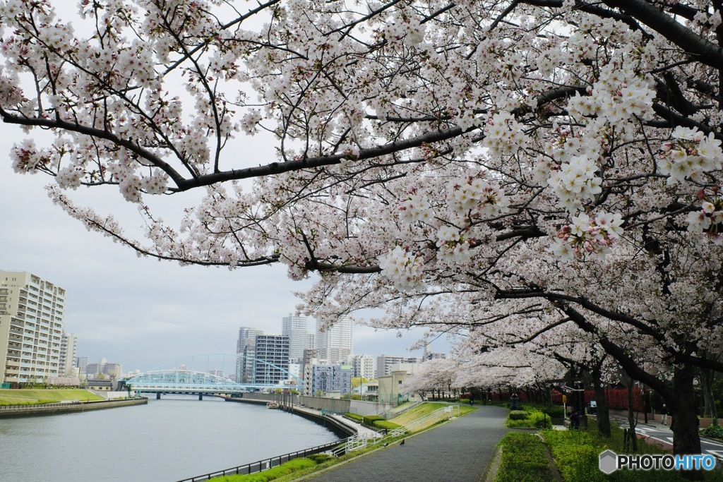 隅田川沿の桜