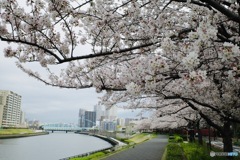 隅田川沿の桜