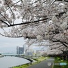隅田川沿の桜