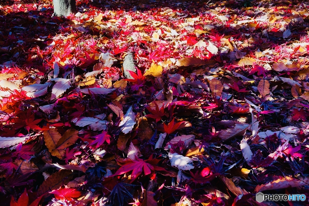 Fall in leaves