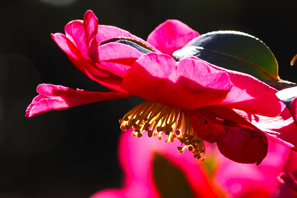 山茶花