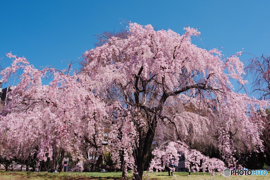 「優美」〜枝垂れ桜