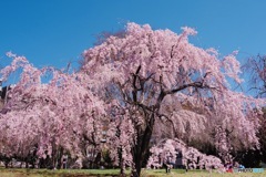 「優美」〜枝垂れ桜