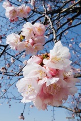 大寒桜