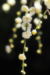 白滝枝垂れ